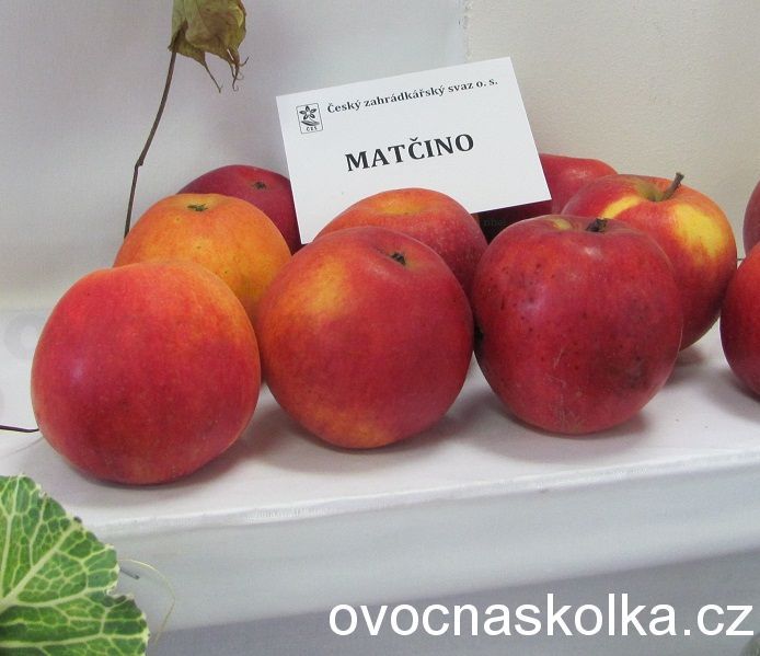 jabloň Nonetit /Matčino/ vyšší tvar