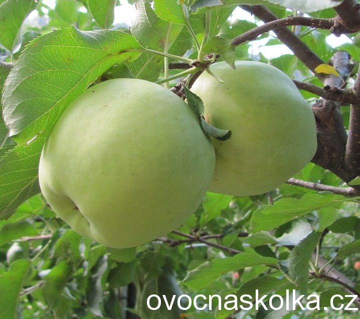 jabloň Antonovka 