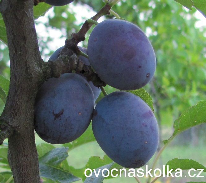 slivoň (švestka) Dabrovicka