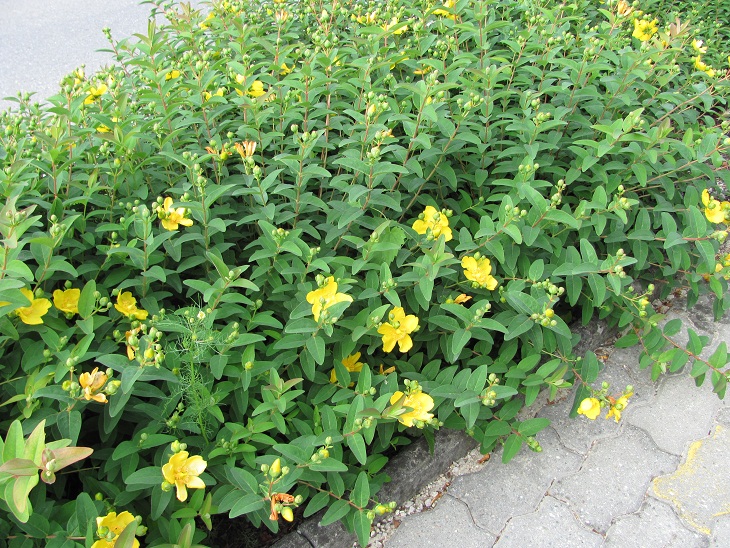 Hypericum calycinum