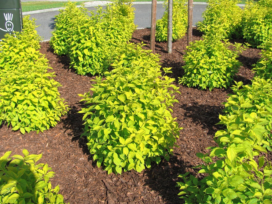 Physocarpus opulifolius 'Luteus'