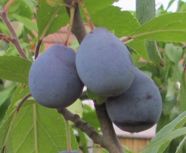 slivoň (švestka) Valjevka 