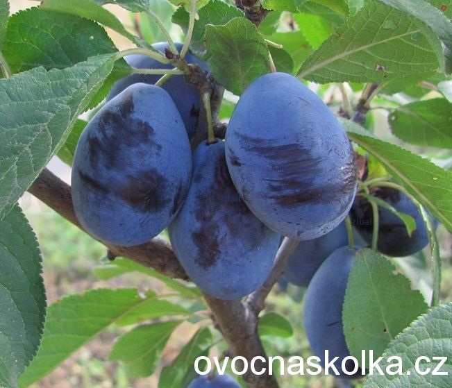 slivoň (švestka) Stanley 