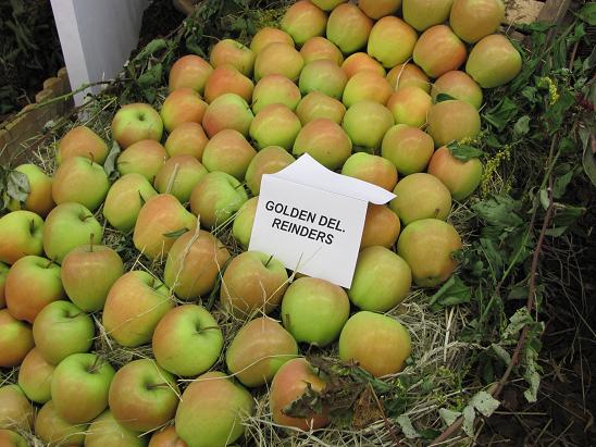 jabloň Golden Delicious Reinders 