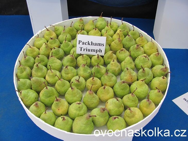 hrušeň Packham‘s  Triumph v květináči