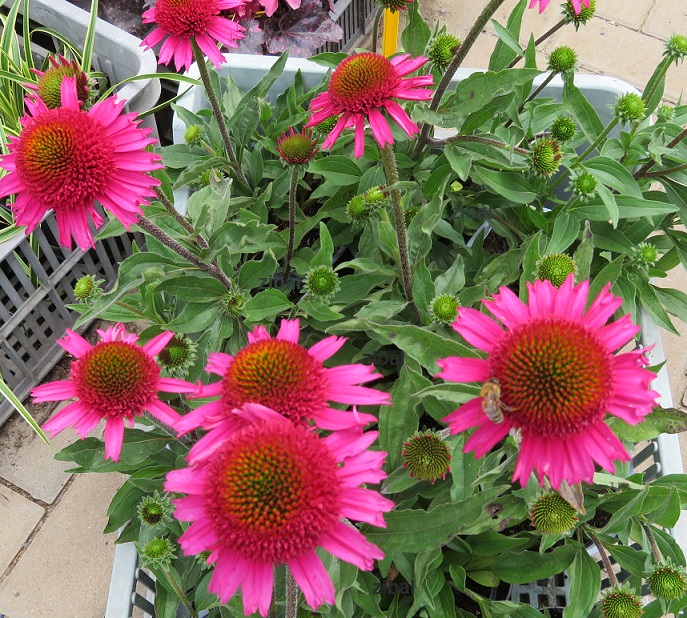20  Echinacea purp. Delicious Candy