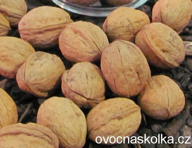 ořešák Seifersdorfský v květináči