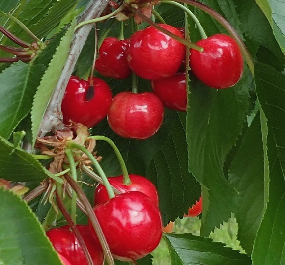 třešeň Sweetheart