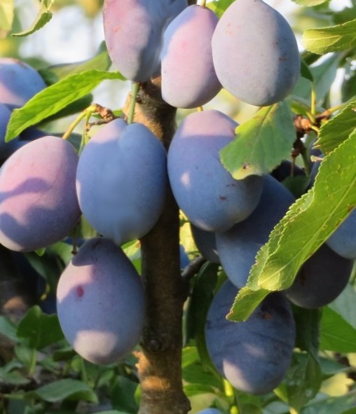 slivoň (švestka) Fruca