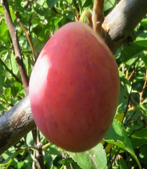 slivoň (švestka) Imperial