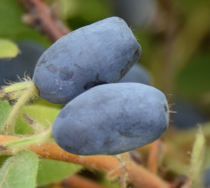 Zimolez kamčatský odrůda Indigo Gem
