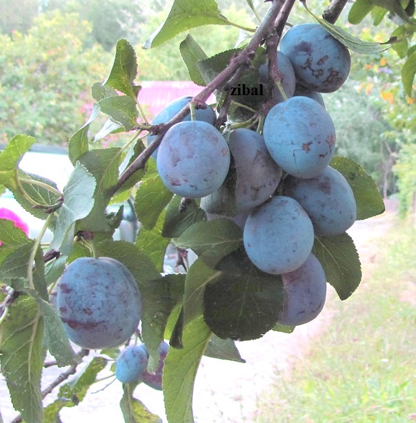 slivoň (švestka) Polinka