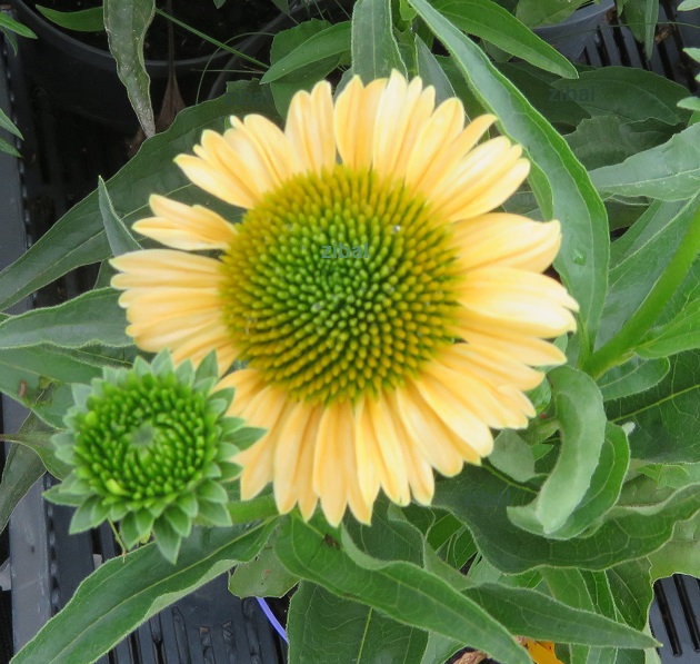 24 Echinacea purp.Meditation Lime