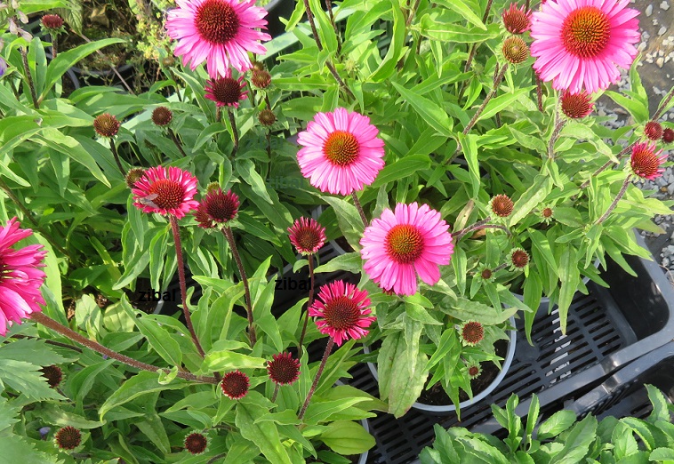 25 Echinacea purp. Sensation Pink