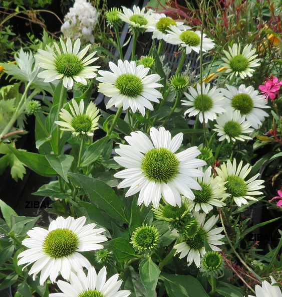 26 Echinacea Kismet White