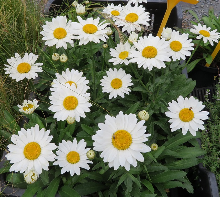 27 Leucanthemum x superbum Snow Cap