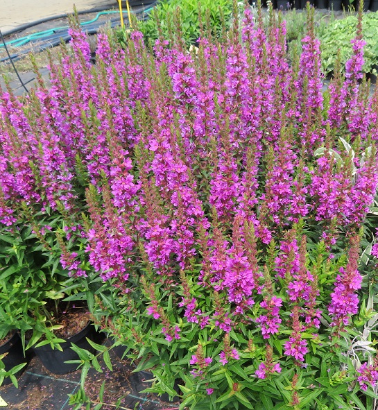28 Lythrum salicaria Robin
