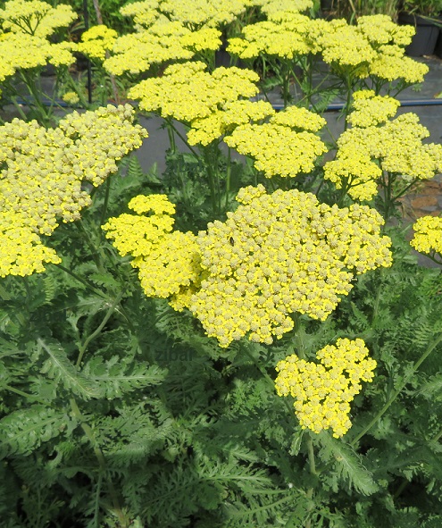 29 Achillea millefolium Sassy Summer Lemon