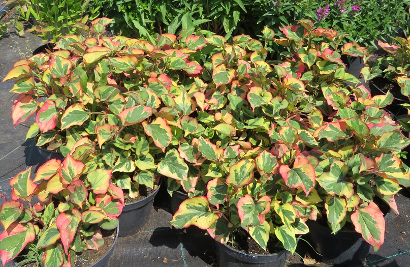 30 Houttuynia cordata Chameleon