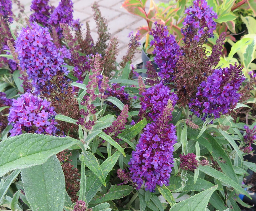 34 Buddleja davidii Magenta Munchkin