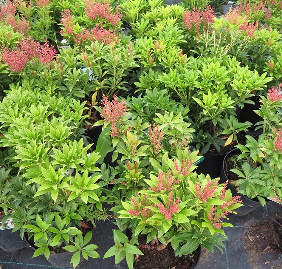 46  Pieris japonica sp.