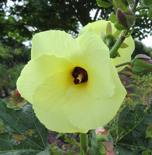 42 Hibiscus sp.