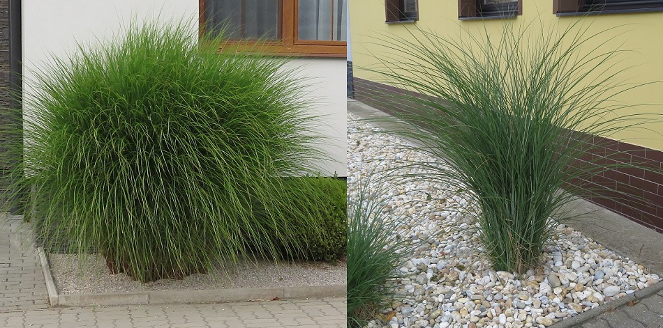 63 Miscanthus sinensis 'Gracillimus'