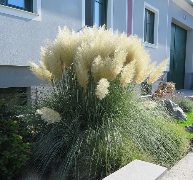 62  Cortaderia selloana 