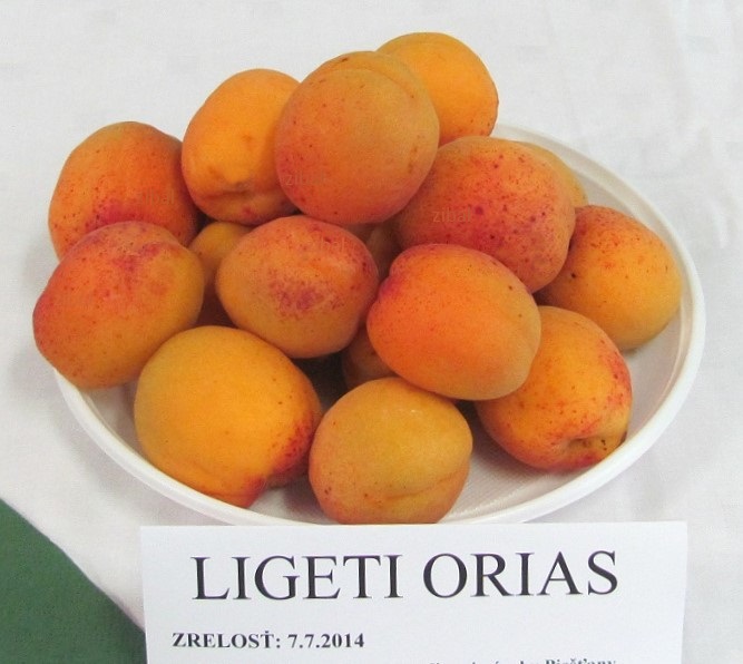 meruňka Ligeti óriás 
