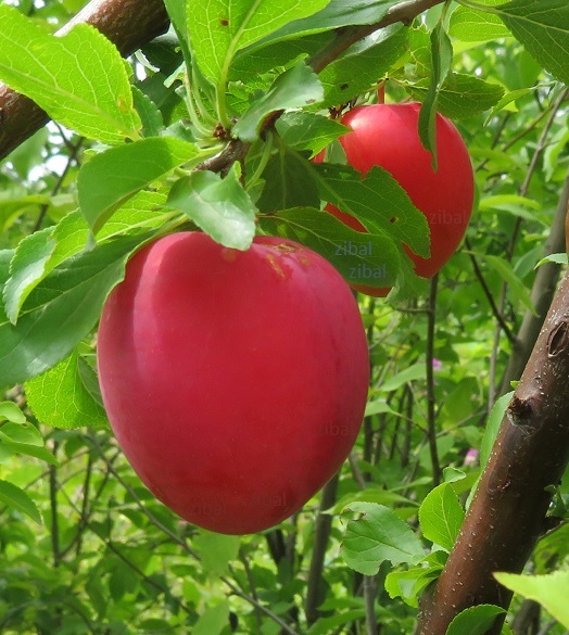 xslivoň (renklóda,slíva)mirabelka Ruby