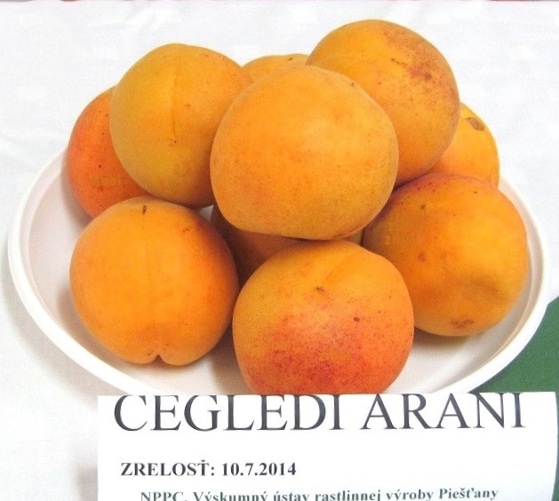 meruňka Ceglédi arany 