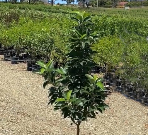 třešeň mini Garden Bing