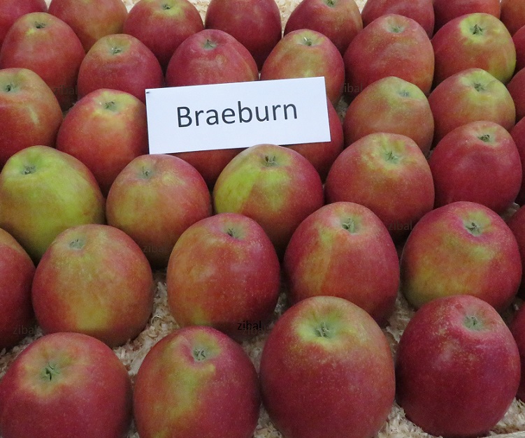 jabloň Braeburn 