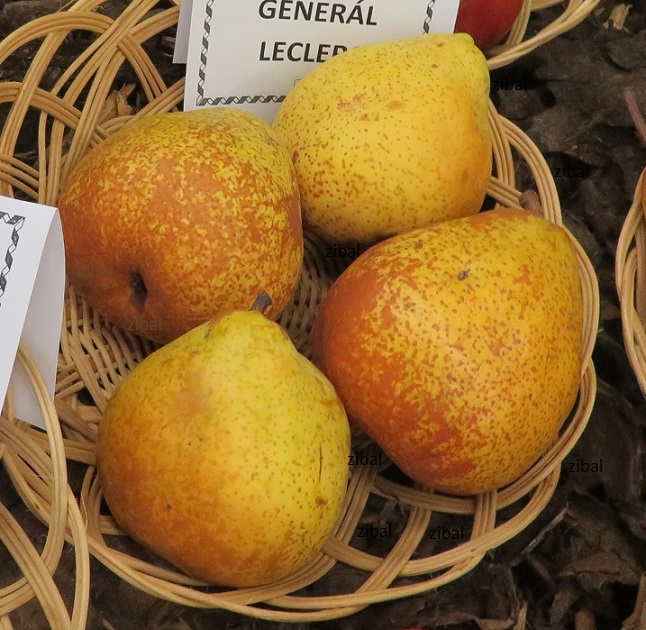 hrušeň General Leclerc