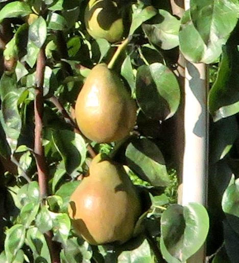 hrušeň Belle Helene 