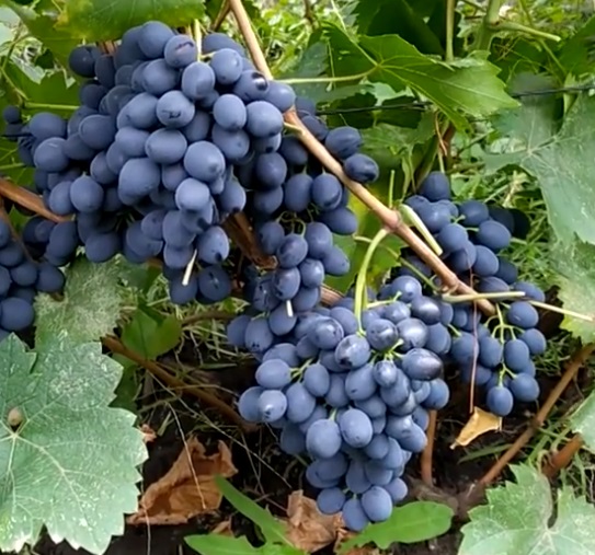 vinná réva Moldova