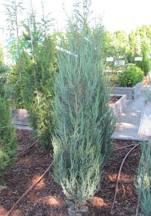 Juniperus scopulorum Blue Arrow