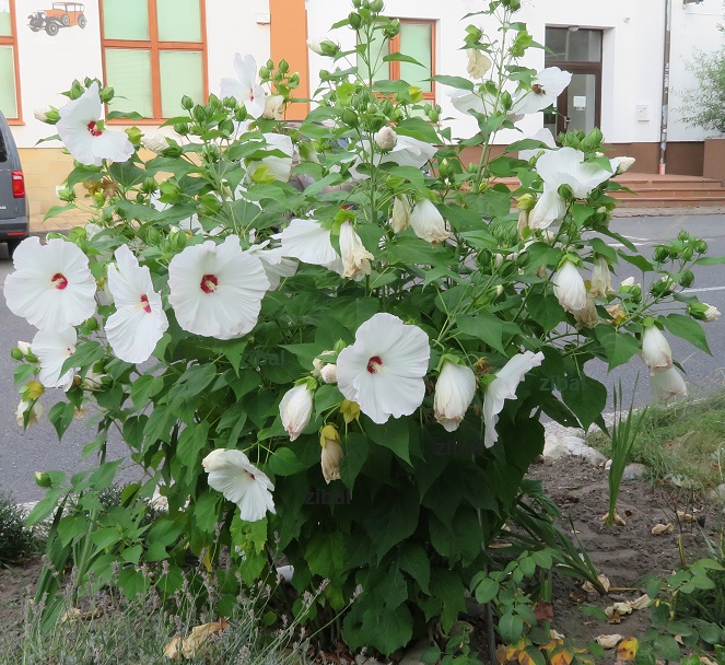 Hibiscus moscheutos Luna White