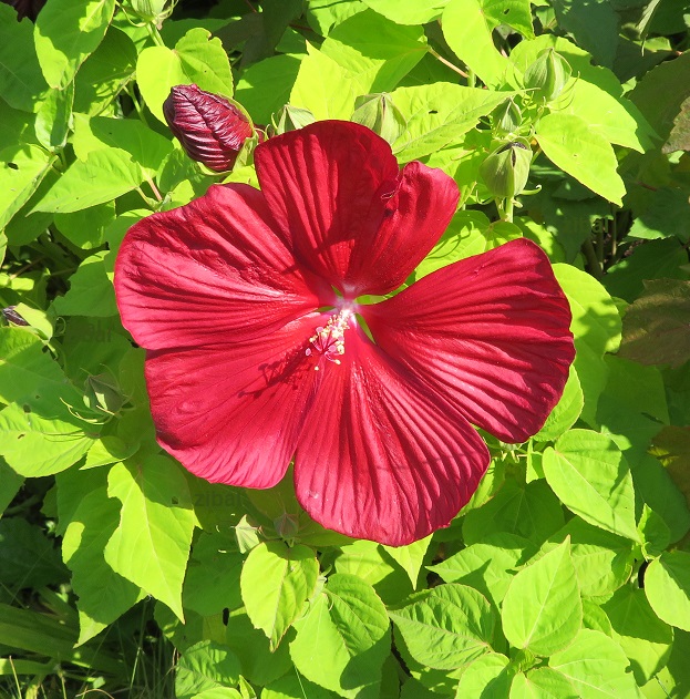 Hibiscus moscheutos Luna Red