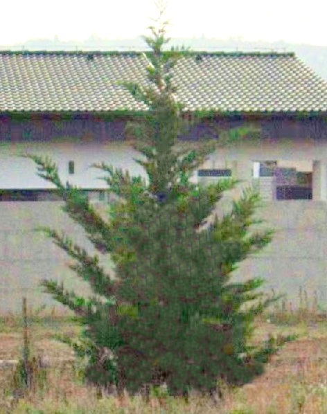 Cupressocyparis leylandii
