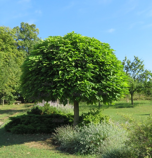 Catalpa bignonioides Nana