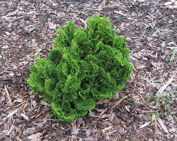 Chamaecyparis obtusa Nana Gracilis