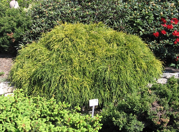 Chamaecyparis pisifera Filifera Nana
