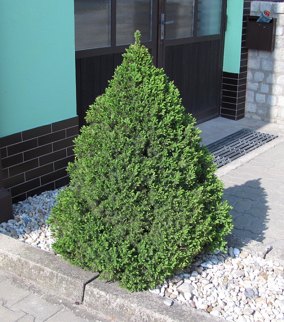 Picea glauca 'Conica'  