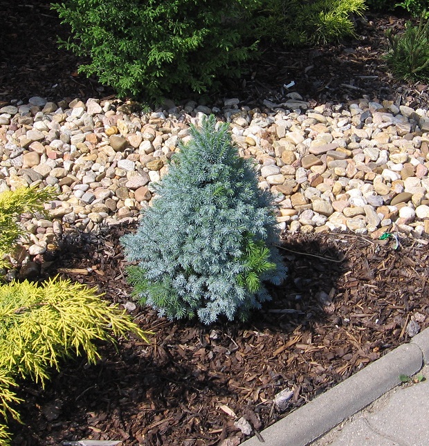 Picea glauca 'Sander´s Blue'