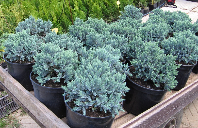 Juniperus squamata 'Blue Star' 