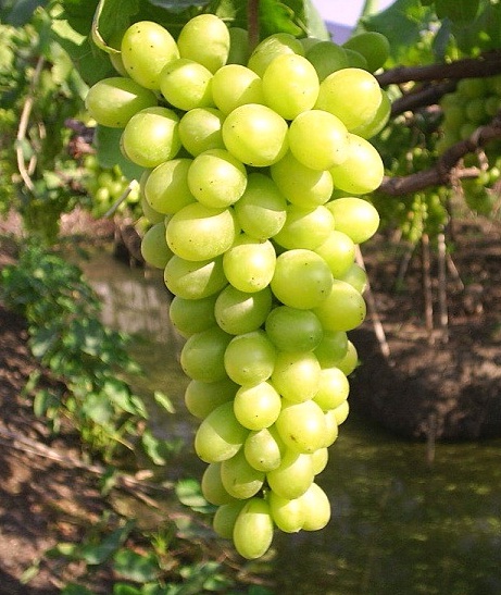 vinná réva Sultanina