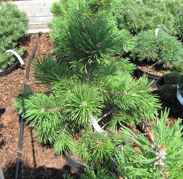 Pinus mugo 'Gnom'