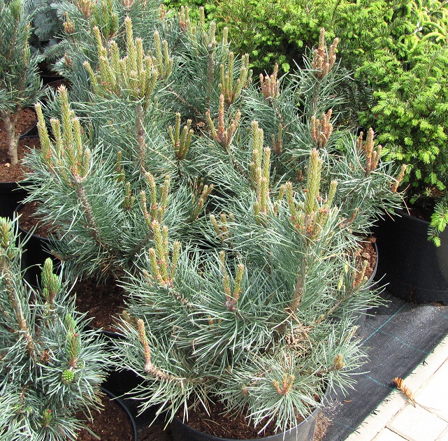 Pinus sylvestris 'Watereri'