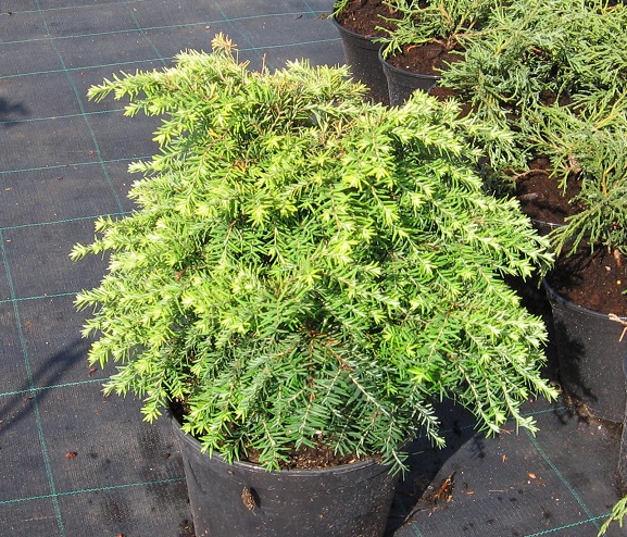 Tsuga canadensis 'Minima'